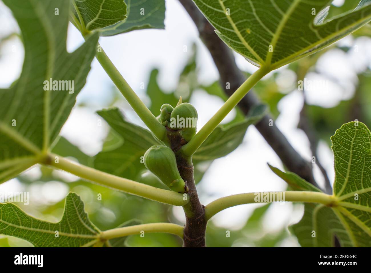 Green raw figs on the branch of a fig tree with morning sun light Stock