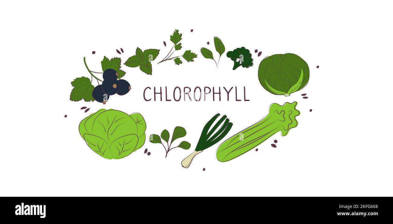 Chlorophyllcontaining food. Groups of healthy products containing