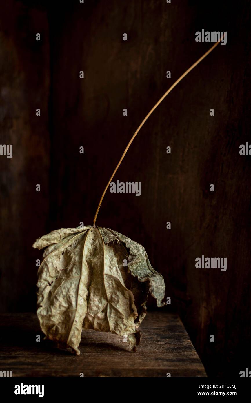 Vertical shot of a dry leaf with a wooden background Stock Photo