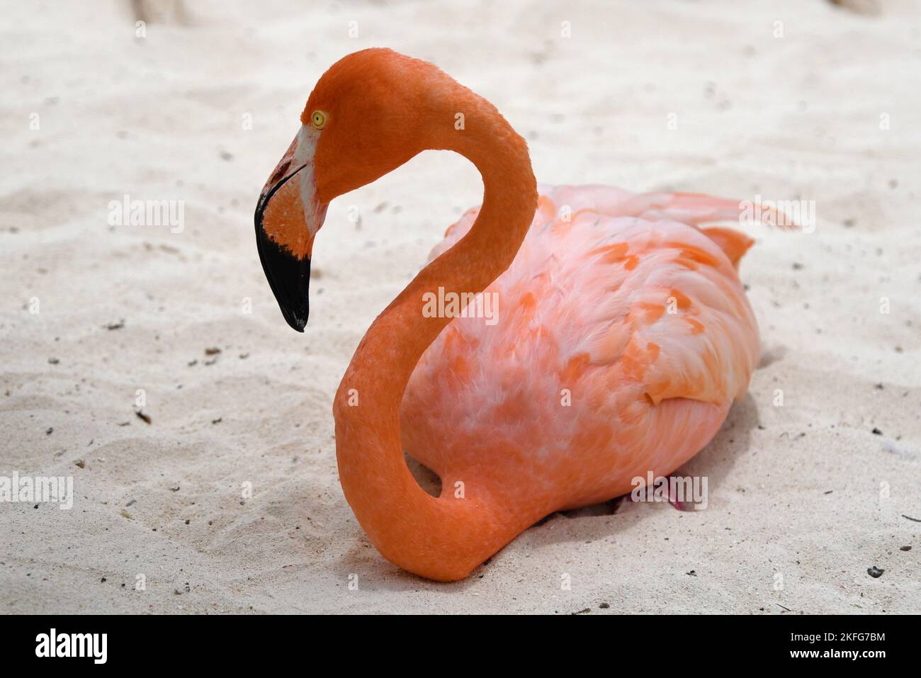 a pink Flamingo on Flamingo Beach, Aruba Stock Photo - Alamy