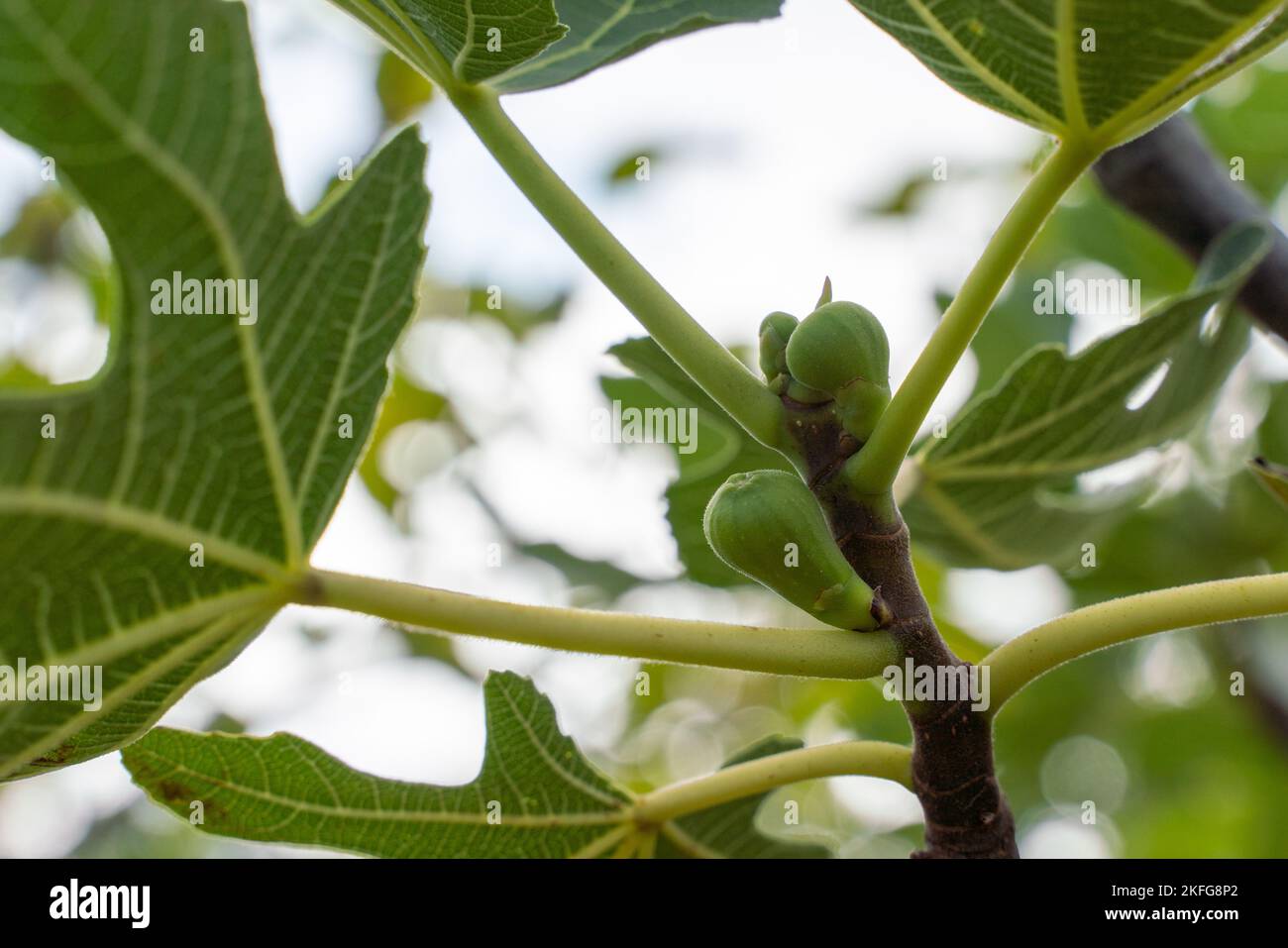 Green raw figs on the branch of a fig tree with morning sun light Stock Photo