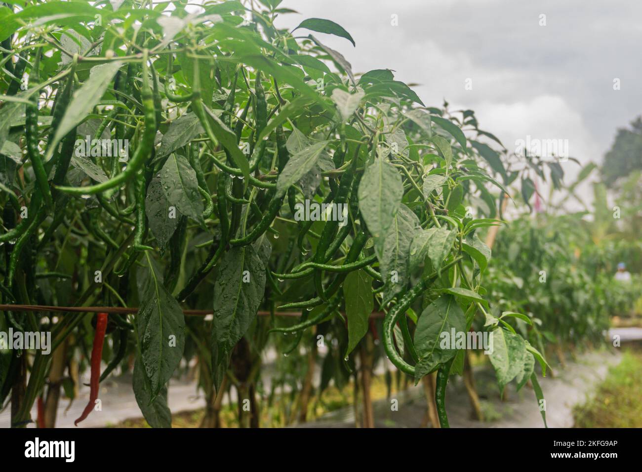 Green chilies that are still growing on the tree Stock Photo - Alamy