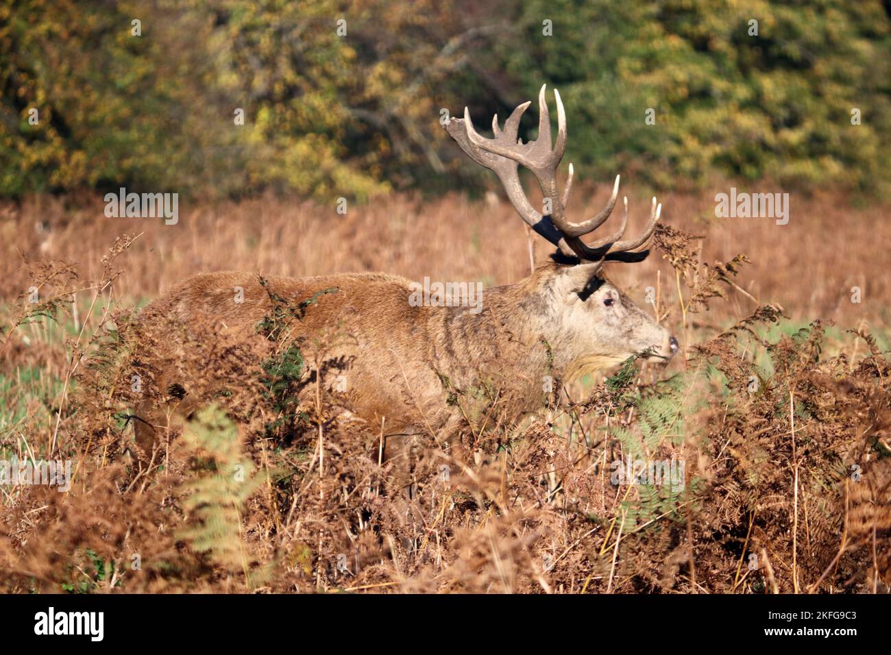 Bushy Park London England, UK. 18th Nov, 2022. Red deer stag perfectly camouflaged against the colours of the autumn bracken. Credit: Julia Gavin/Alamy Live News Stock Photo