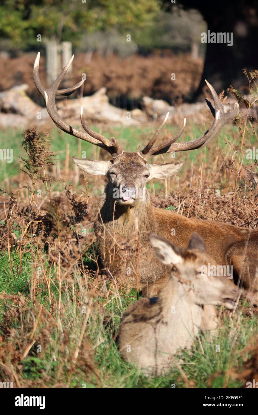 Bushy Park London England, UK. 18th Nov, 2022. Red deer stag with his herd of does Credit: Julia Gavin/Alamy Live News Stock Photo