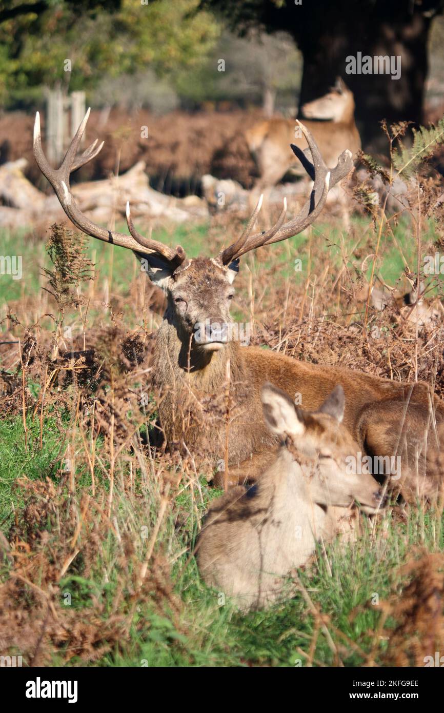 Bushy Park London England, UK. 18th Nov, 2022. Red deer stag resting with his herd of does in the autumn sunshine. Credit: Julia Gavin/Alamy Live News Stock Photo