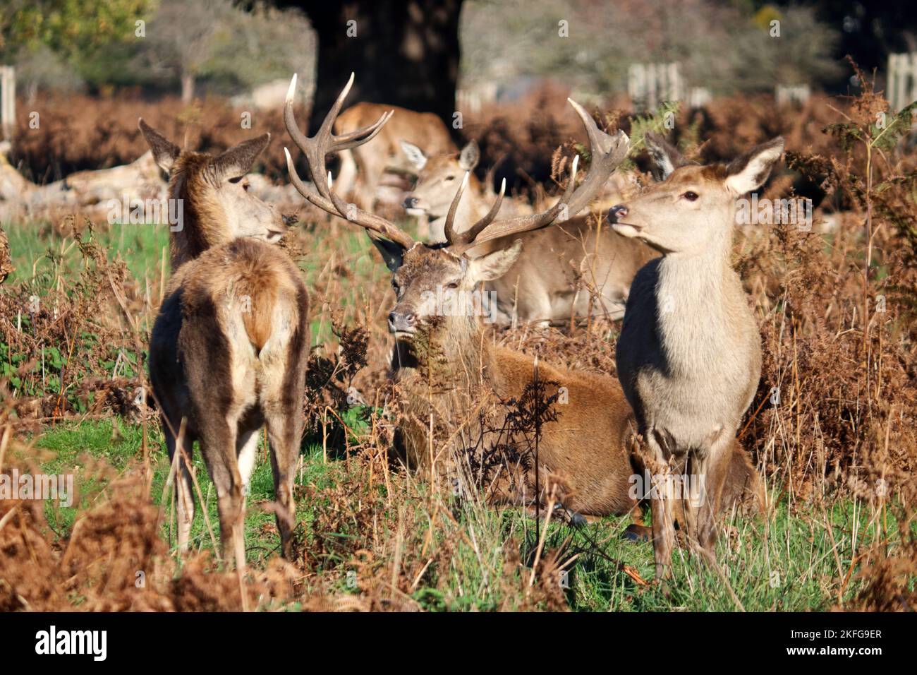 Bushy Park London England, UK. 18th Nov, 2022. Red deer stag resting with his herd of does in the autumn sunshine. Credit: Julia Gavin/Alamy Live News Stock Photo