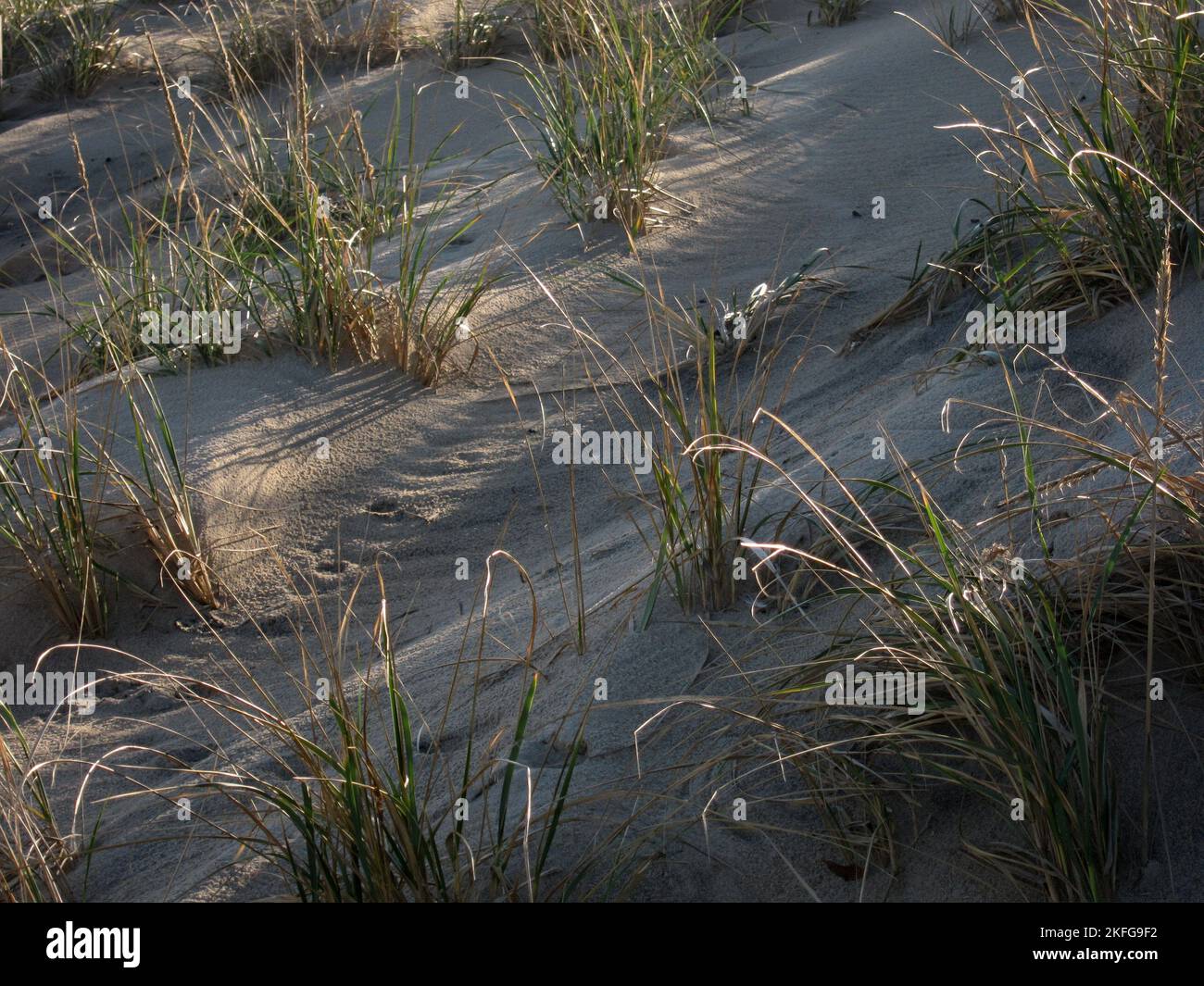 Grass plantings hold together a dune in Ocean City, Maryland. Stock Photo