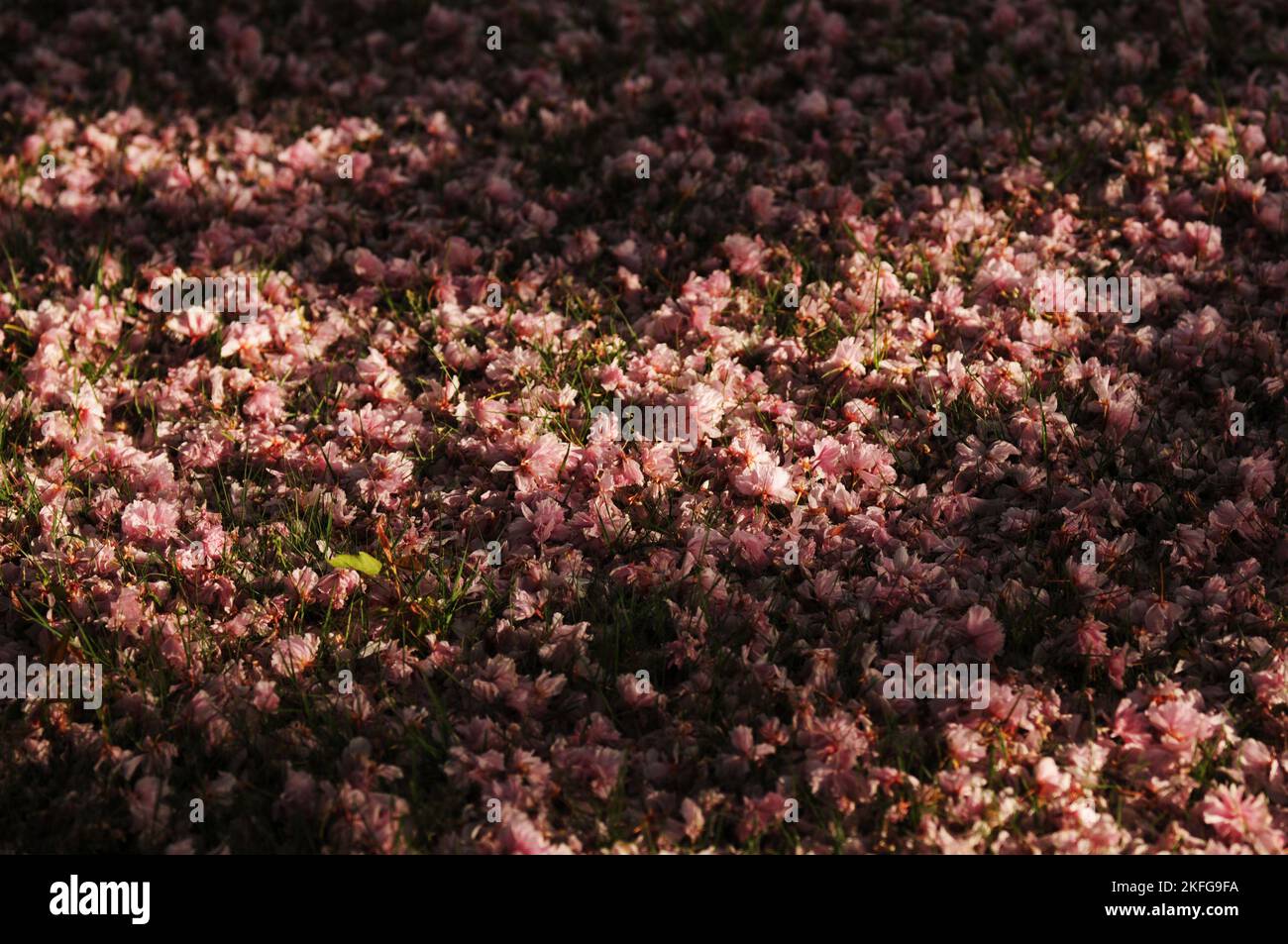 Kwanzan cherry blossoms cover the ground after a spring storm. Stock Photo