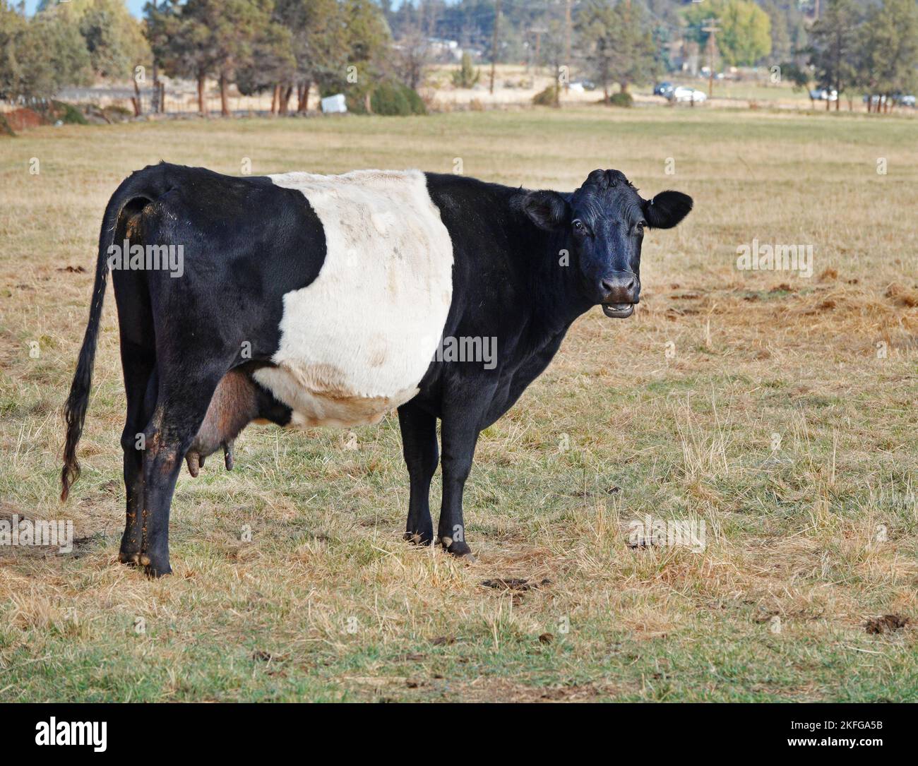 Belted Galloways, or Belties, also known as the Oreo Cow, in a pasture near Terrebonne, Oregon. Stock Photo