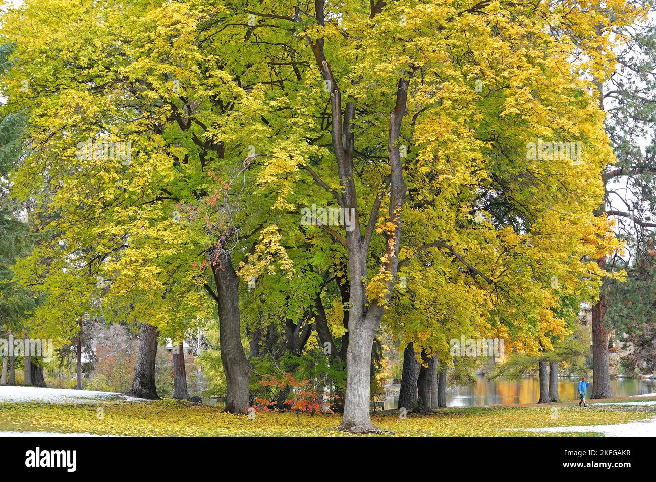 A young woman strolls through Drake Park, a lovely city park in Bend, Oregon, during the autumn color change in October. Stock Photo