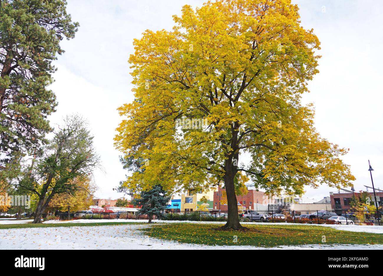 A maple tree changing color in autumn in downtown Bend, Oregon. Stock Photo