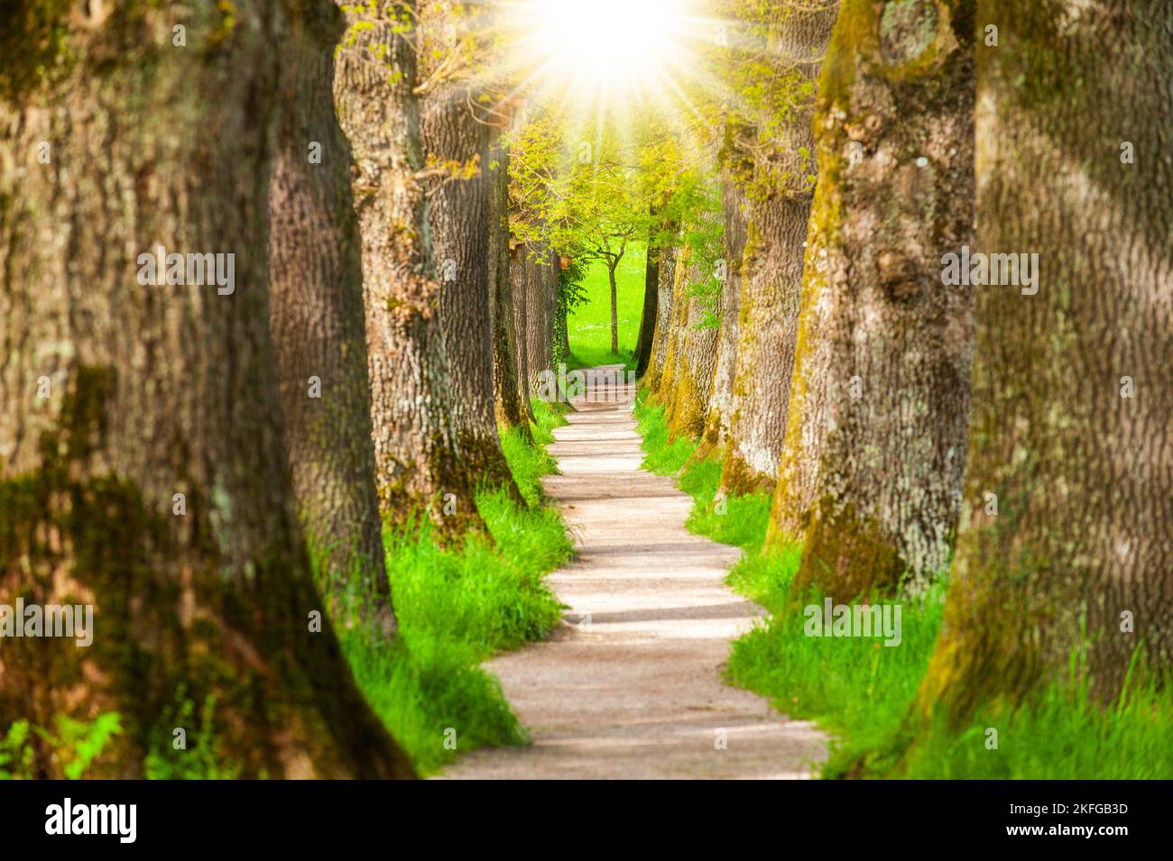 Tree alley with footpath and sunbeams Stock Photo