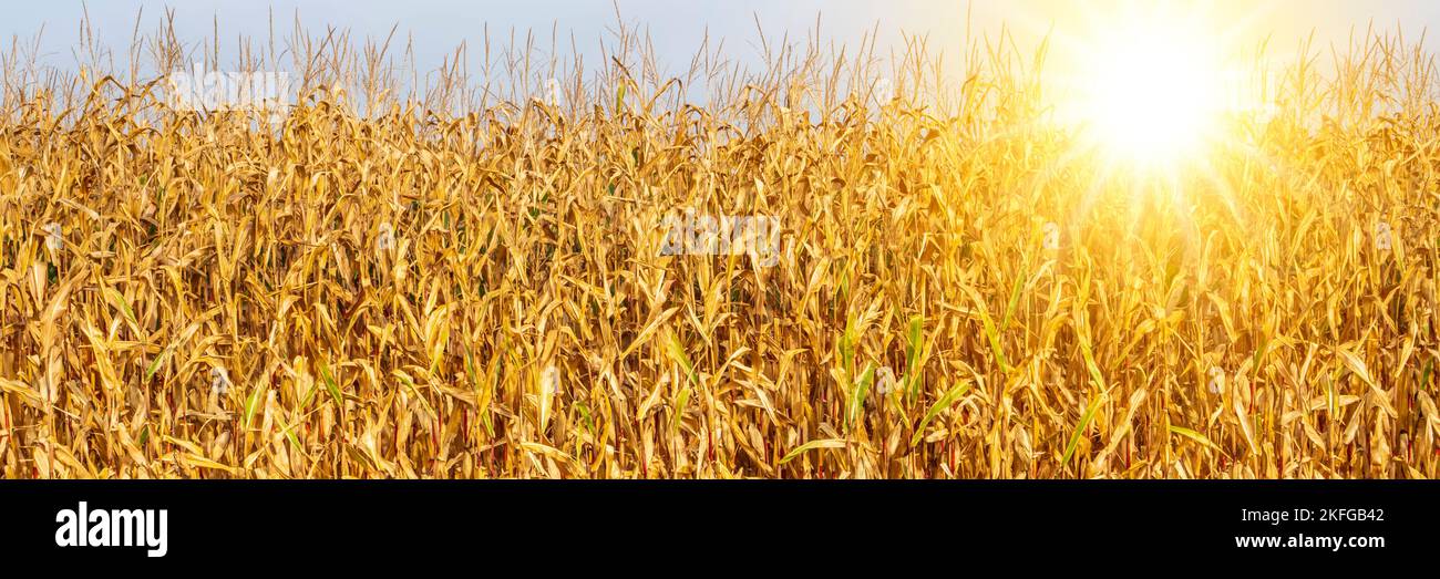 Plants at harvest in drought, water shortage and heat Stock Photo