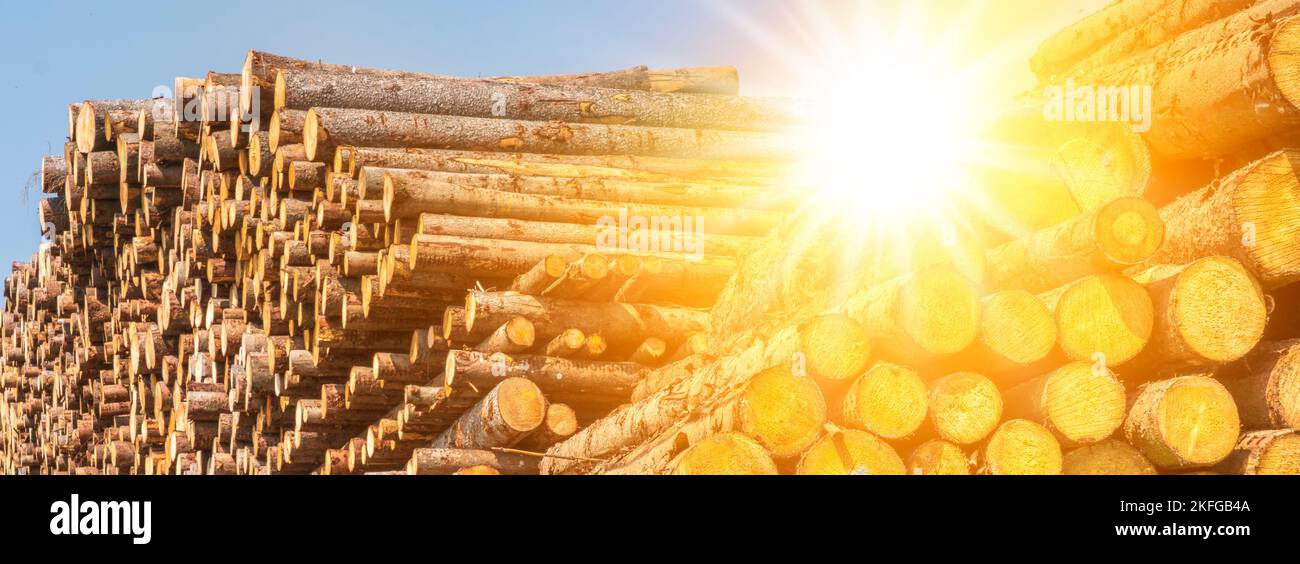 Storage place for logs with sunbeam Stock Photo