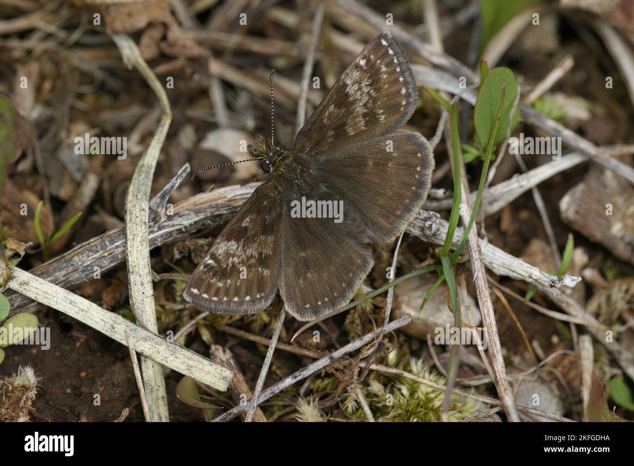 Natural closeup of the small brown Dingy skipper butterfly, Erynnis tages sitting on the ground Stock Photo