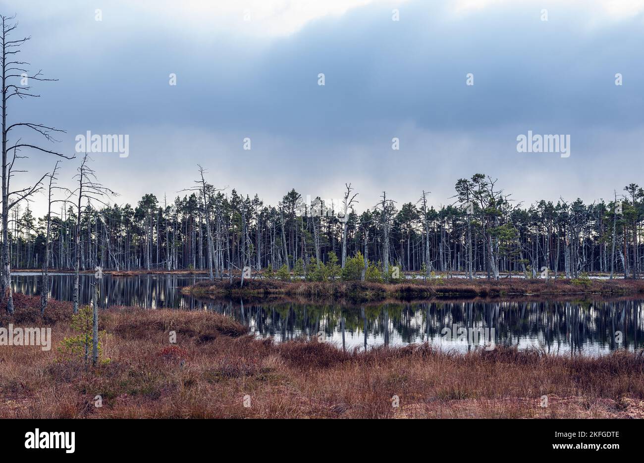 Mystic landscape of 'Skaistezers' lake at 'Cenas' bog, Latvia in autumn Stock Photo