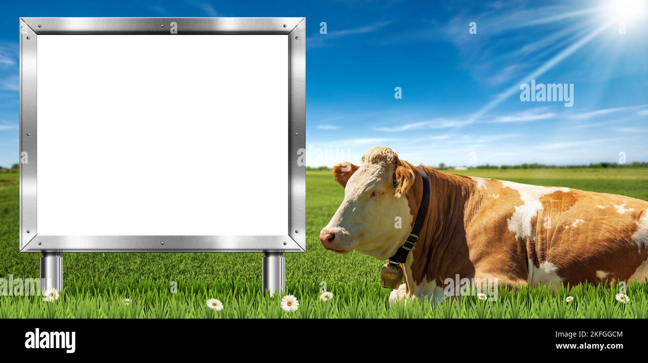 Brown and white dairy cow with cowbell and a blank metal billboard with ...