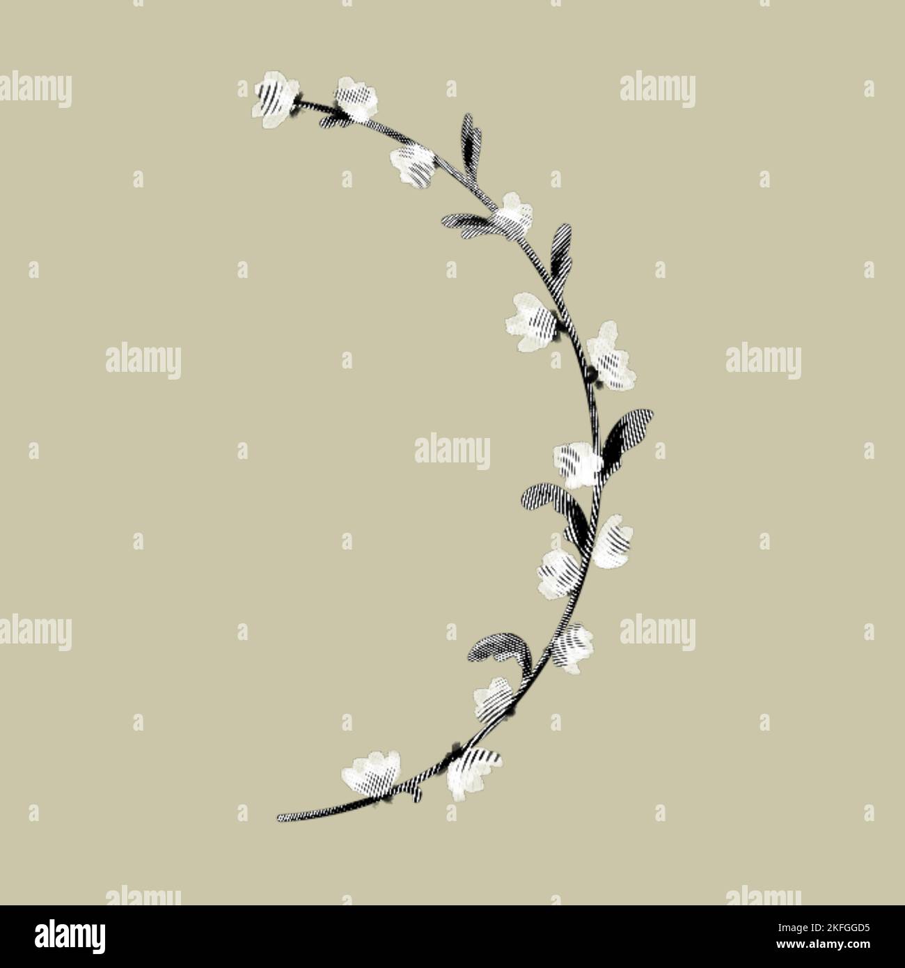 graphic engraving wild flower. Illustration of graphic engraving Stock Photo Alamy