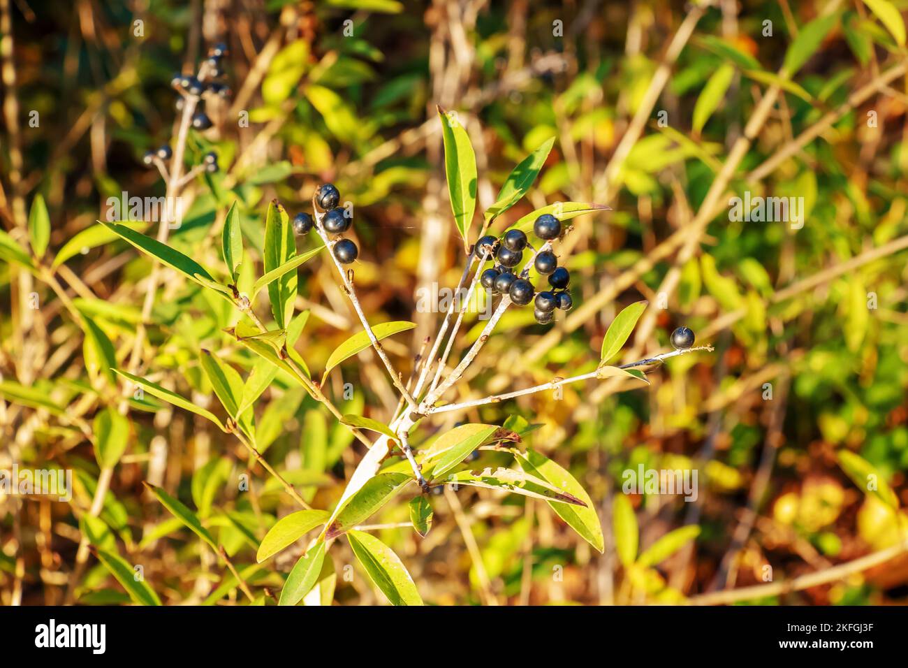 Poisonous black berries of privet shrub latin Ligustrum vulgare. A privet is a flowering plant in the genus Ligustrum deciduous or evergreen shrubs. Stock Photo