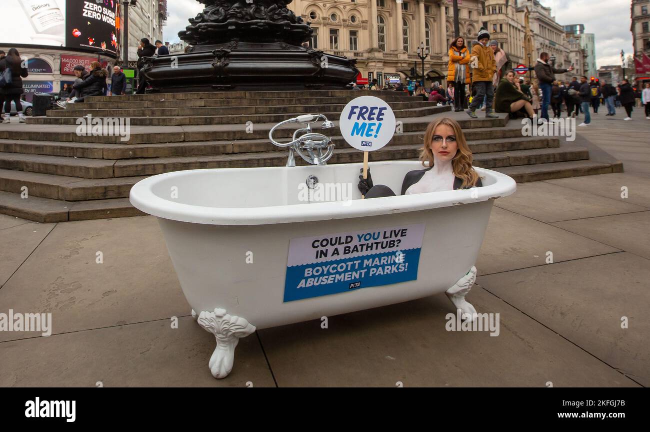 London, England, UK. 18th Nov, 2022. Love Island's FAYE WINTER is seen body-painted as orca and posing in a bathtub in Piccadilly Circus to urge Brits to avoid marine parks for holidays where orcas and other dolphins are pet in tanks that, to them, are the size of a bathtub. (Credit Image: © Tayfun Salci/ZUMA Press Wire) Stock Photo