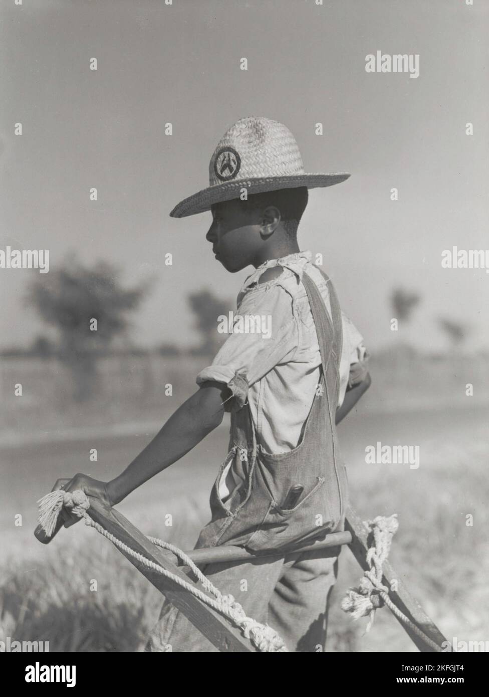 Resting the mules which get too hot when the cotton is high in mid-summer cultivation; King and Anderson Plantation, near Clarksdale, Mississippi Delta, Mississippi, August 1940. Stock Photo