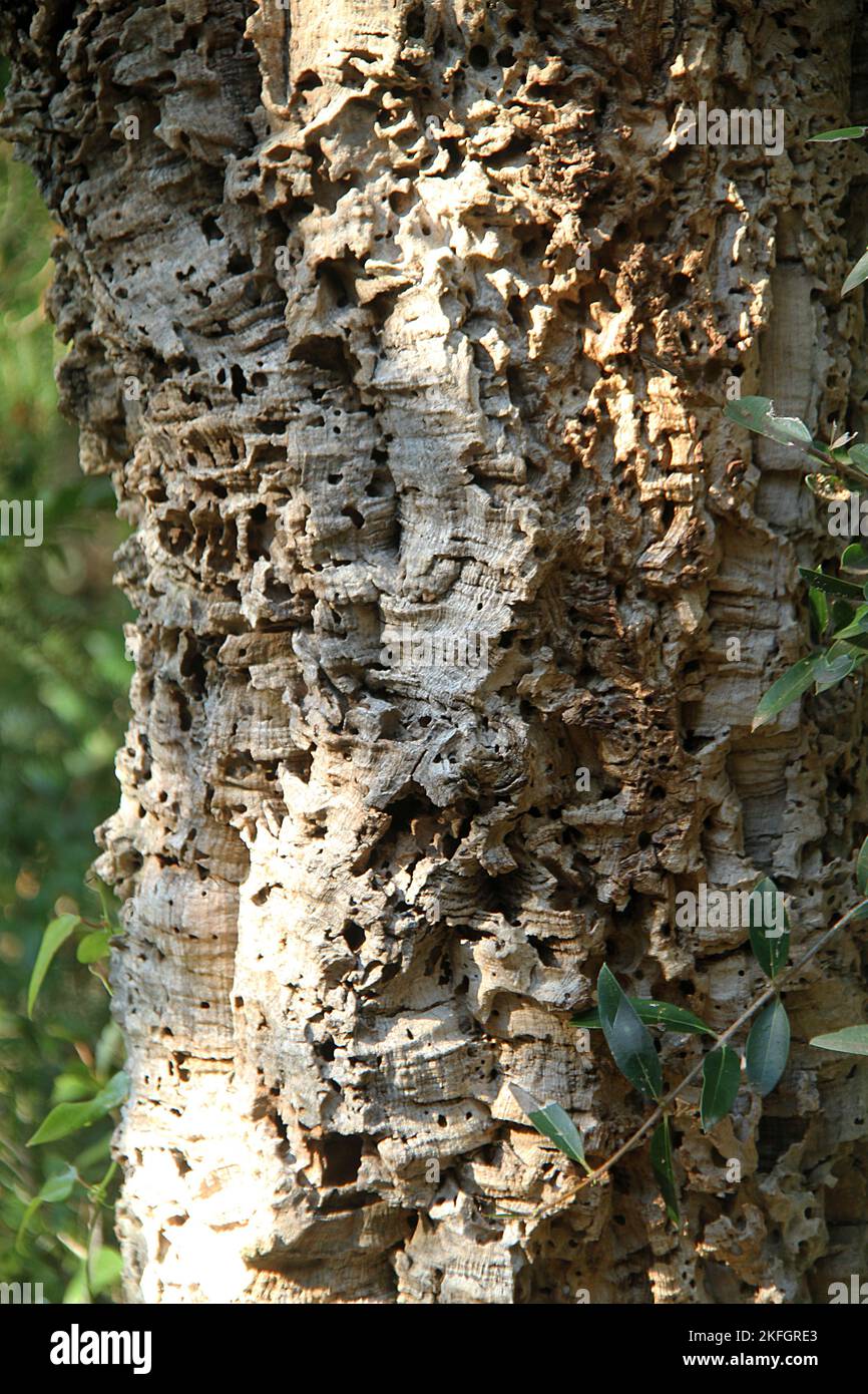 Close-up of the trunk of a cork oak (Quercus suber) Stock Photo