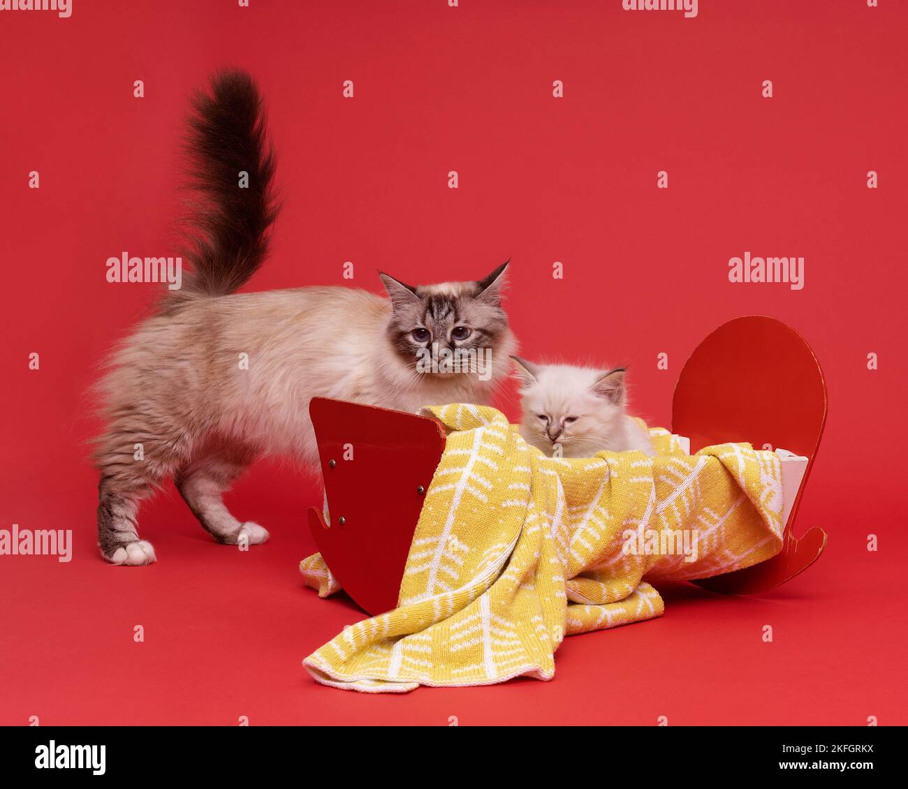 Beautiful sacred burmese mother cat and kitten in a dollsbed in studio