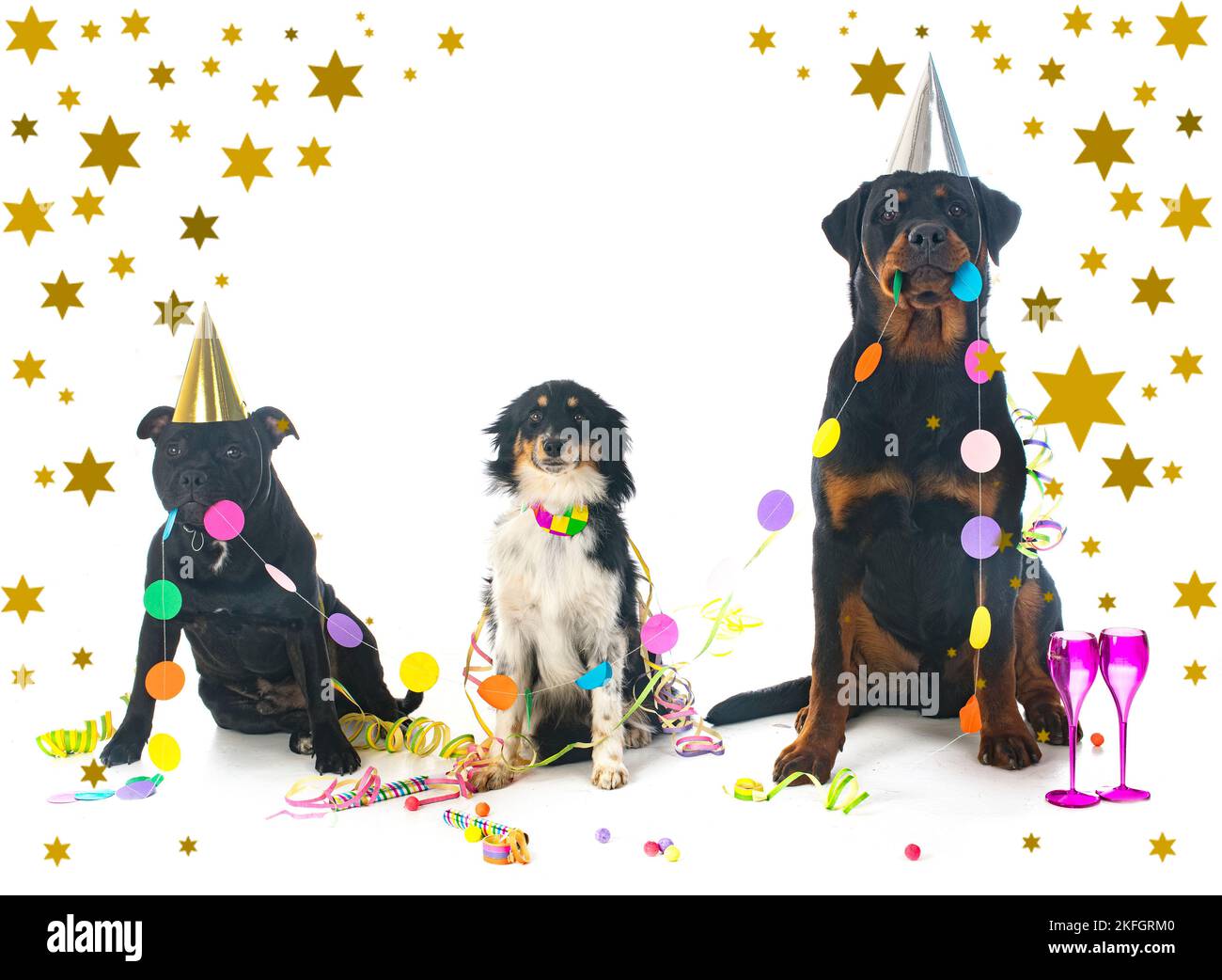 three dogs in front of white background Stock Photo