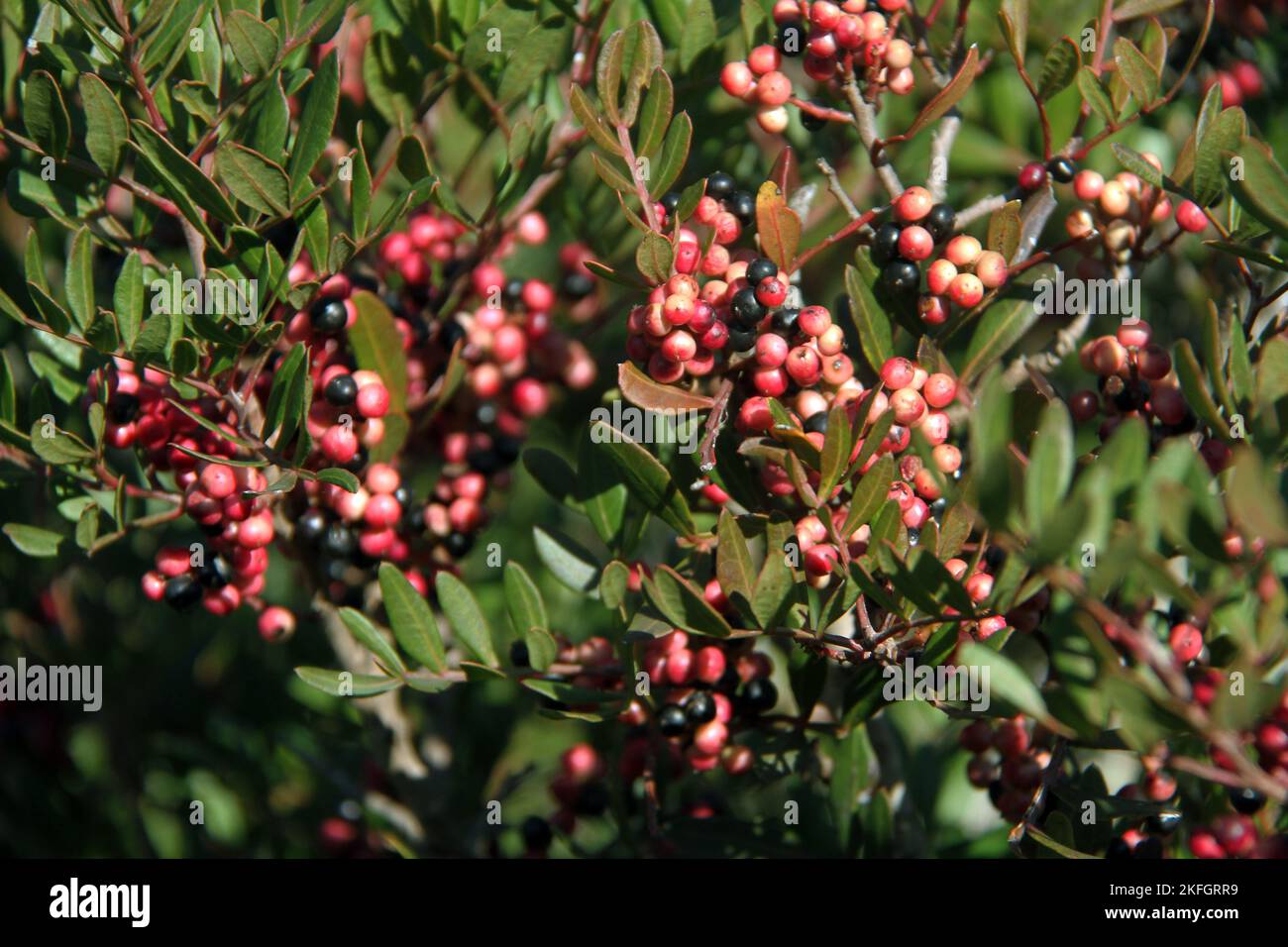 Lazio, Italy. Close-up of the berries of a Pistacia lentiscus (lentisk or mastic) plant in wintertime Stock Photo