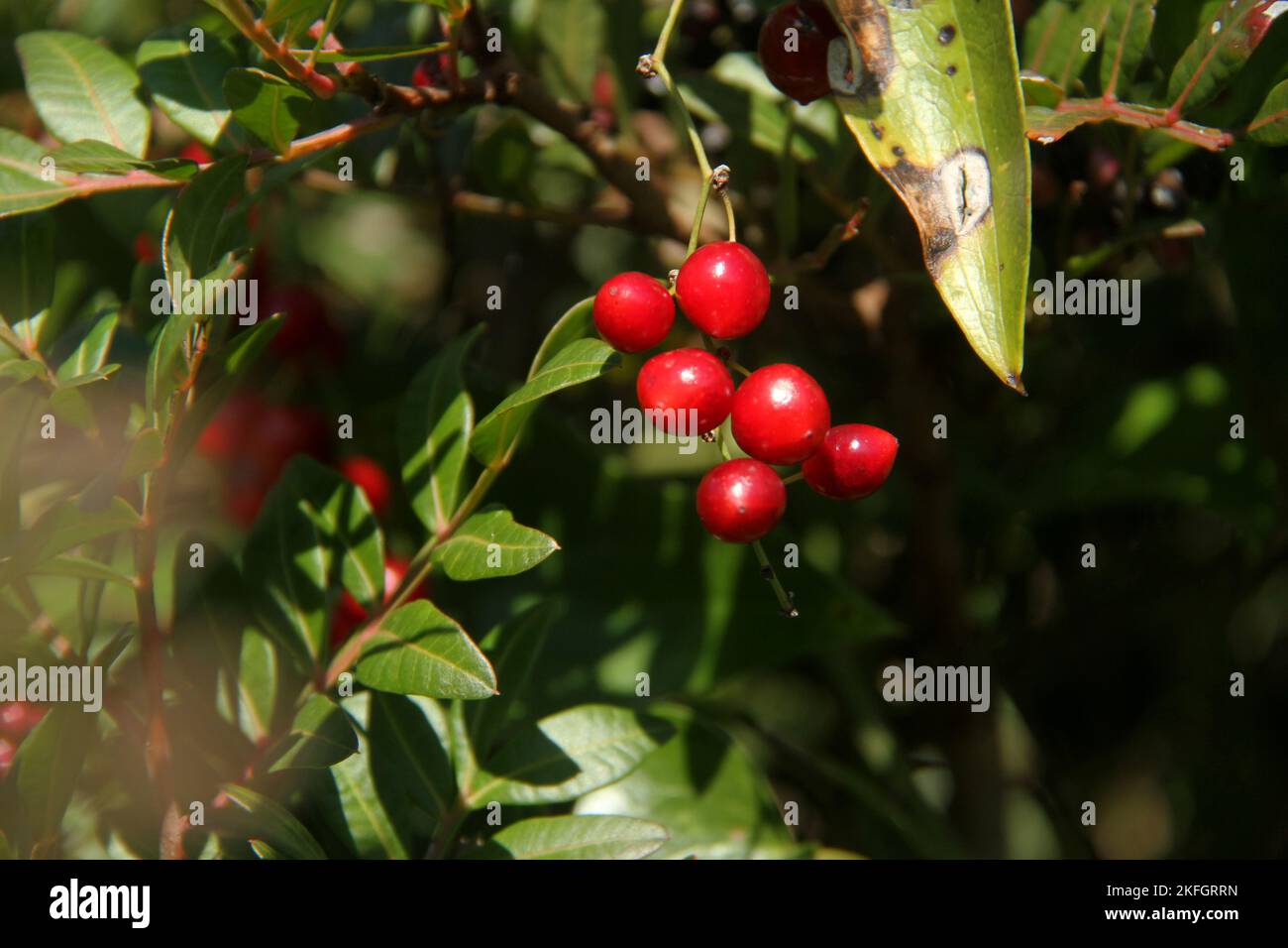Close-up of the berries of a Sarsaparille plant (Smilax aspera) on the  Mediterranean coast in Lazio, Italy Stock Photo