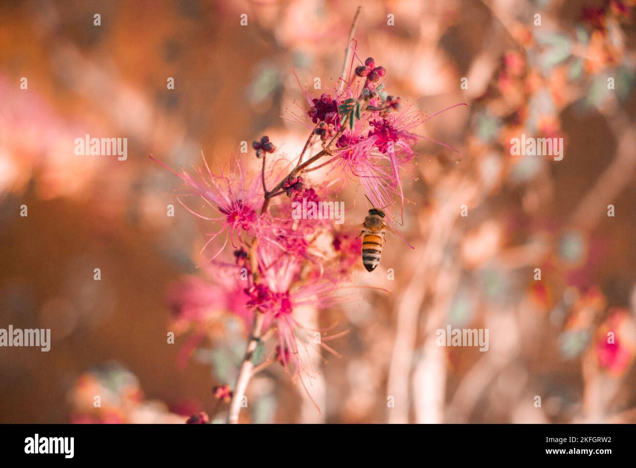 A closeup of bee sipping nectar from pink flower Stock Photo