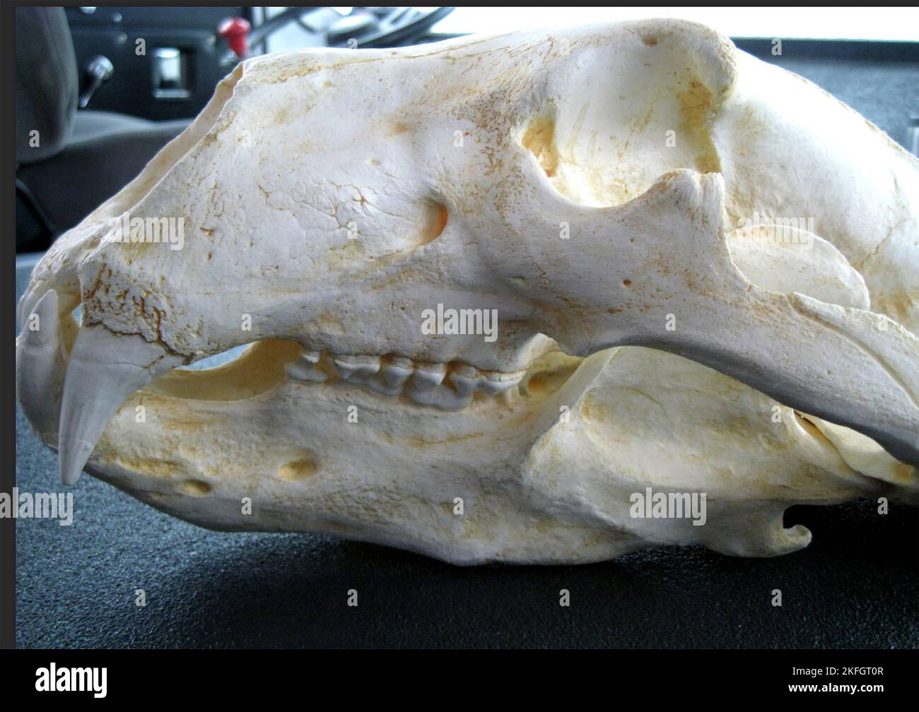 POLAR BEAR skull. Photo: Tony Gale Stock Photo