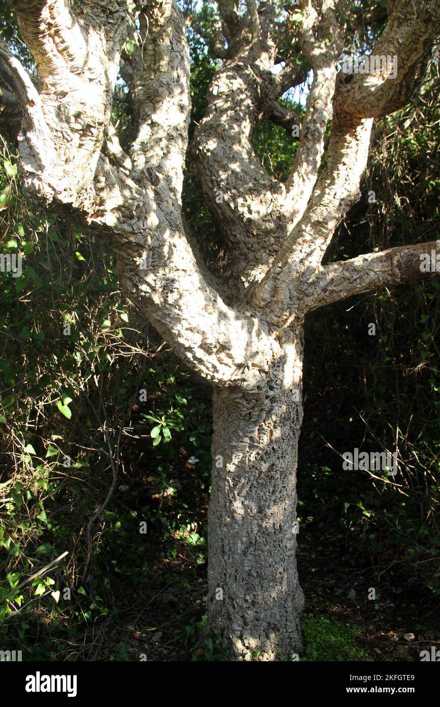 Close-up of the trunk of a cork oak (Quercus suber)  in Italy Stock Photo