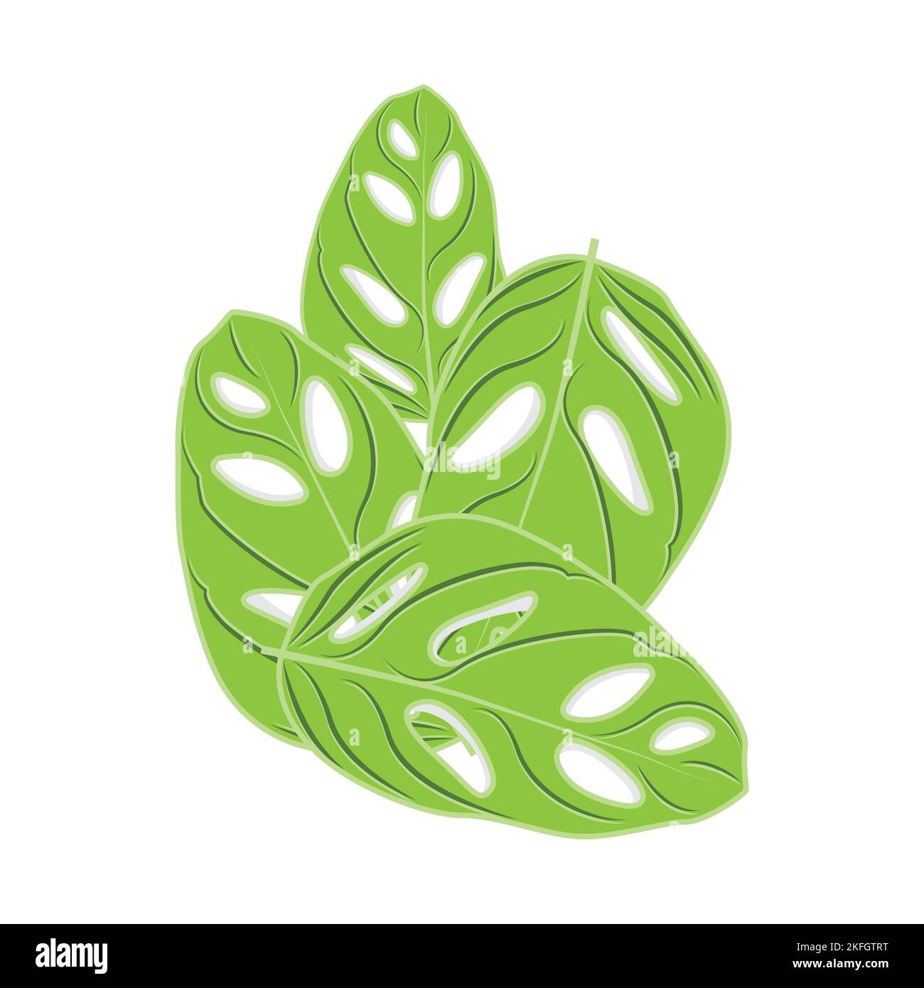 Monstera adansonii Leaf Logo, Green Plant Vector, Tree Vector, Rare Leaf Illustration Stock Vector