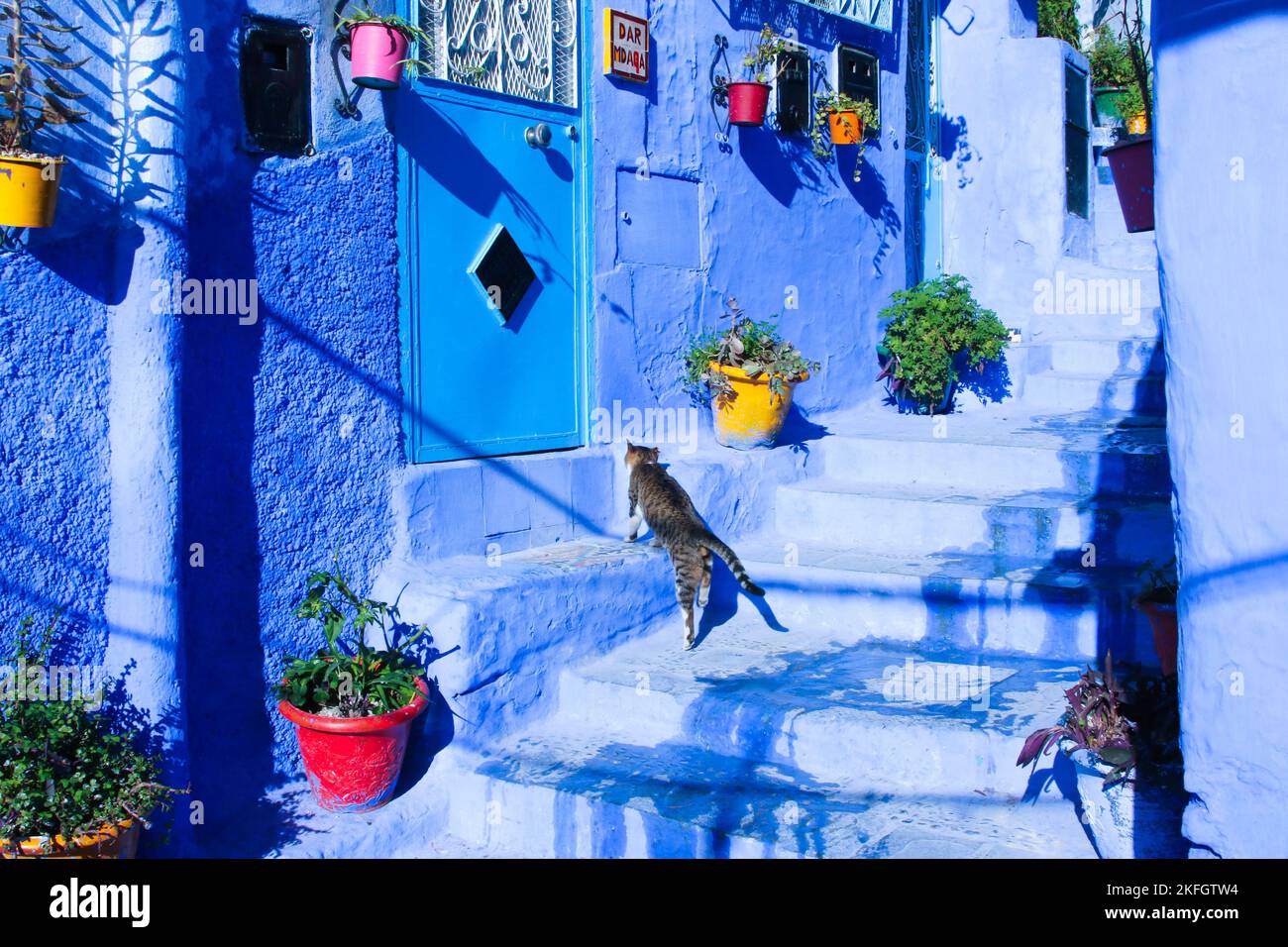 A cat running in street of Chefchaouen Stock Photo Alamy