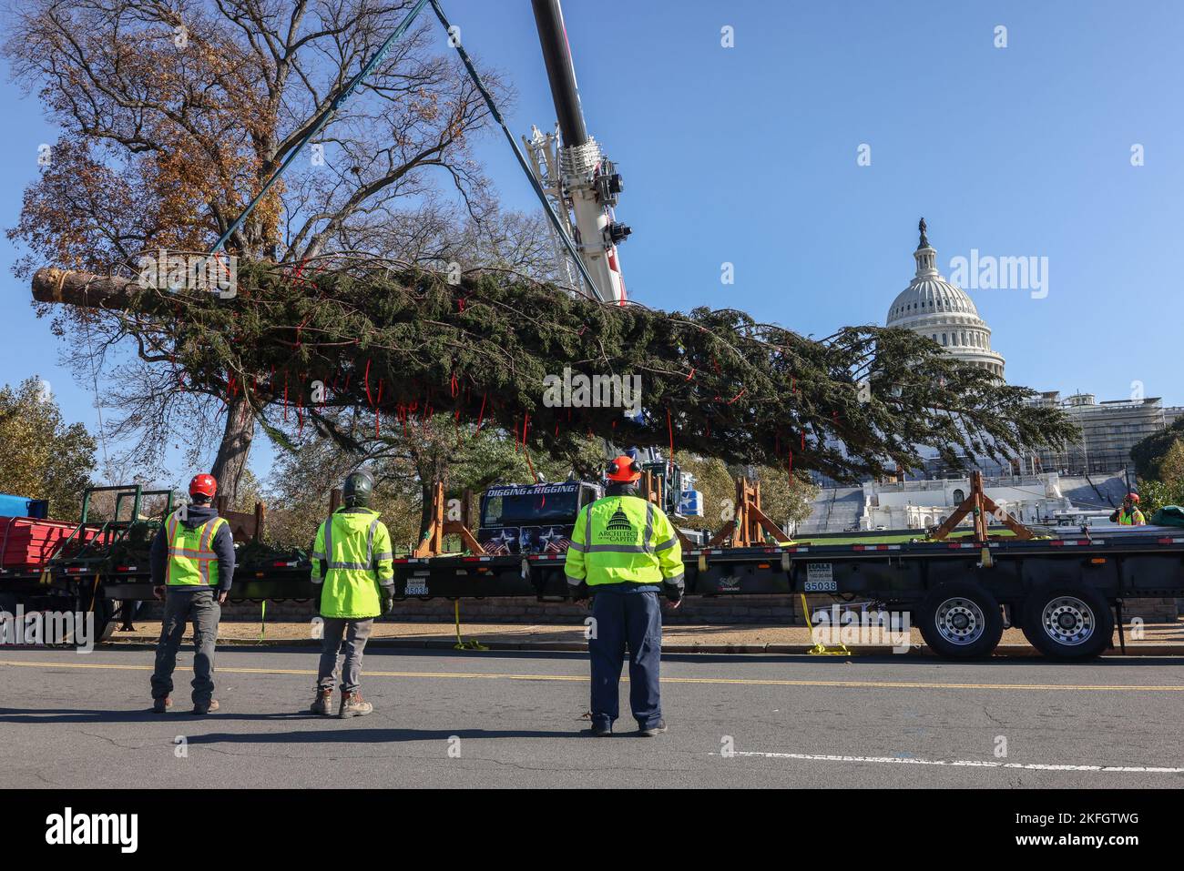 Us capitol christmas tree