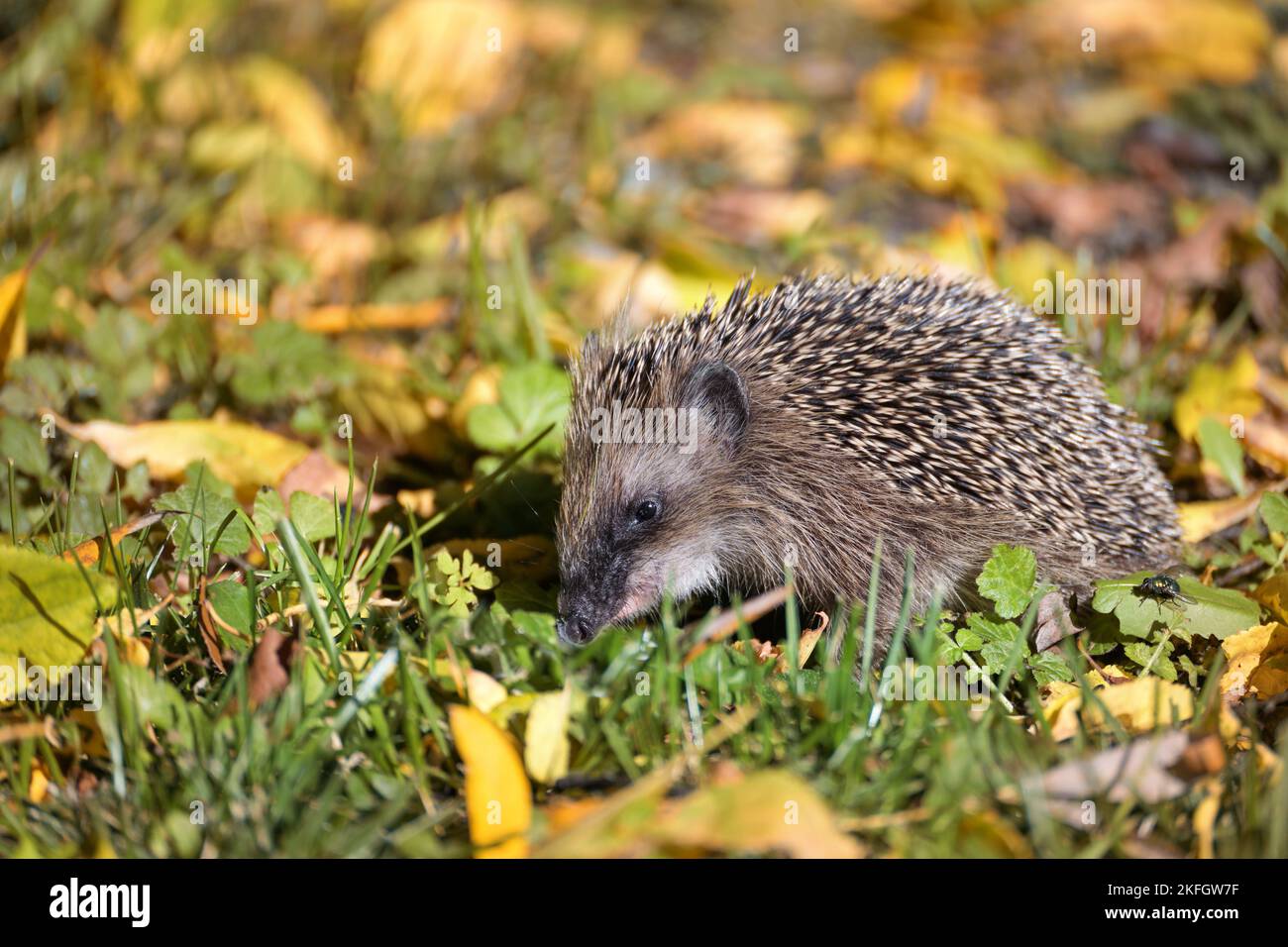 Hedgehog (Erinaceus europaeus) on a meadow with autumn leaves looking for food before winter, wildlife in a natural park or garden, copy space, select Stock Photo
