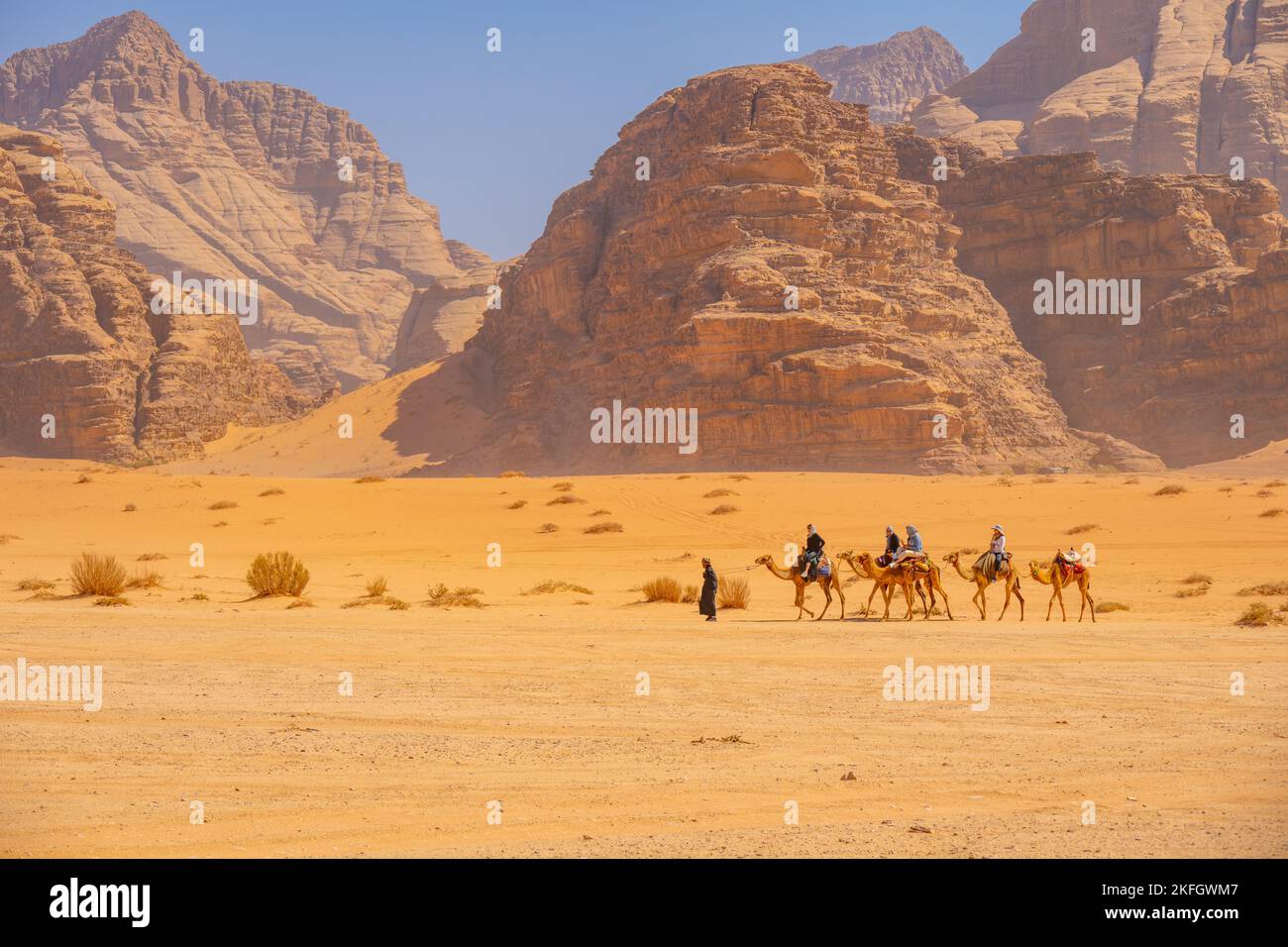 Camels in the Mountains of Wadi Rum Jordan Stock Photo