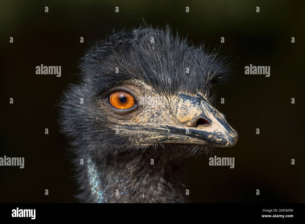 Emu (Dromaius novaehollandiae) close-up of head, second-tallest living flightless bird endemic to Australia Stock Photo