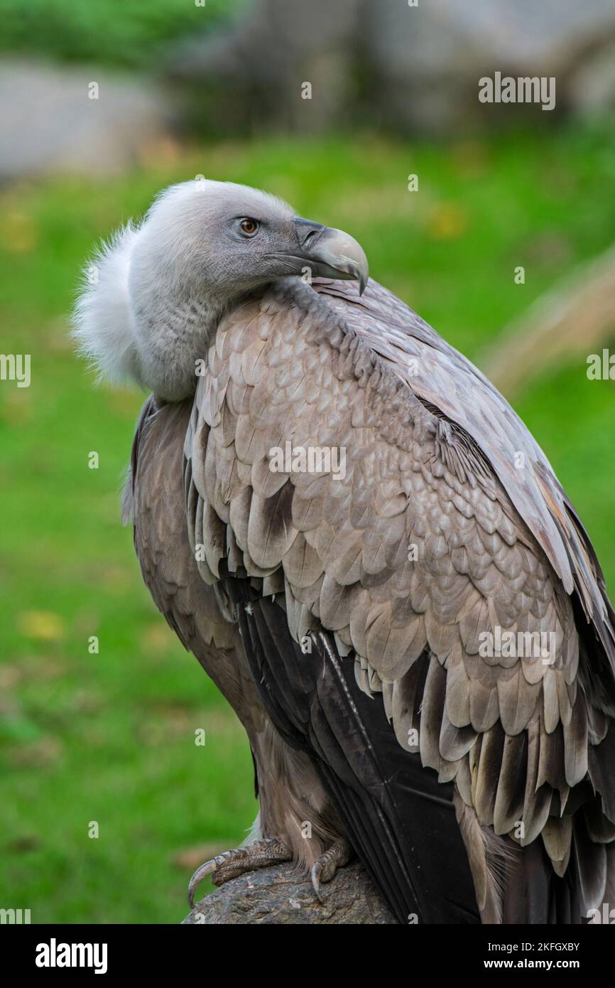 Griffon vulture / Eurasian griffon (Gyps fulvus) looking backwards ...