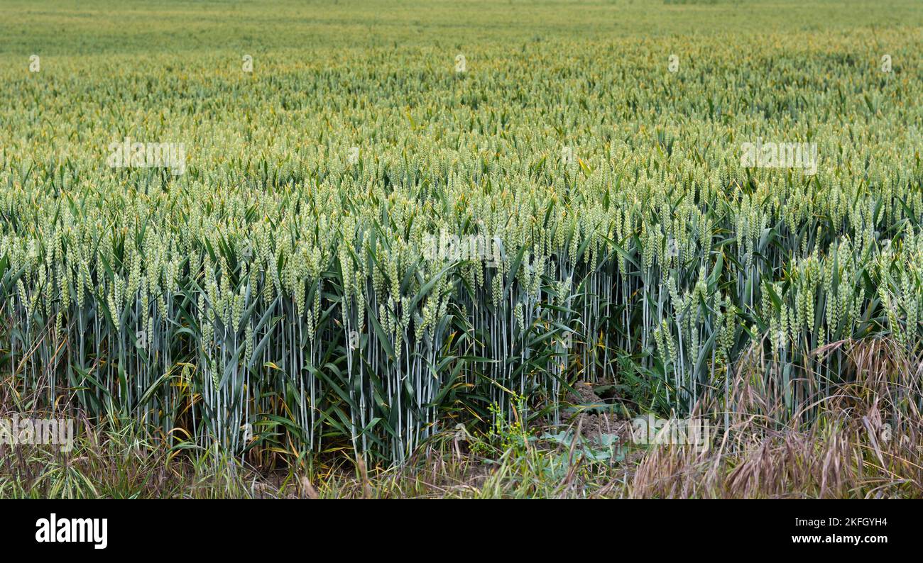 A field of wheat grown for the production of bread Stock Photo Alamy