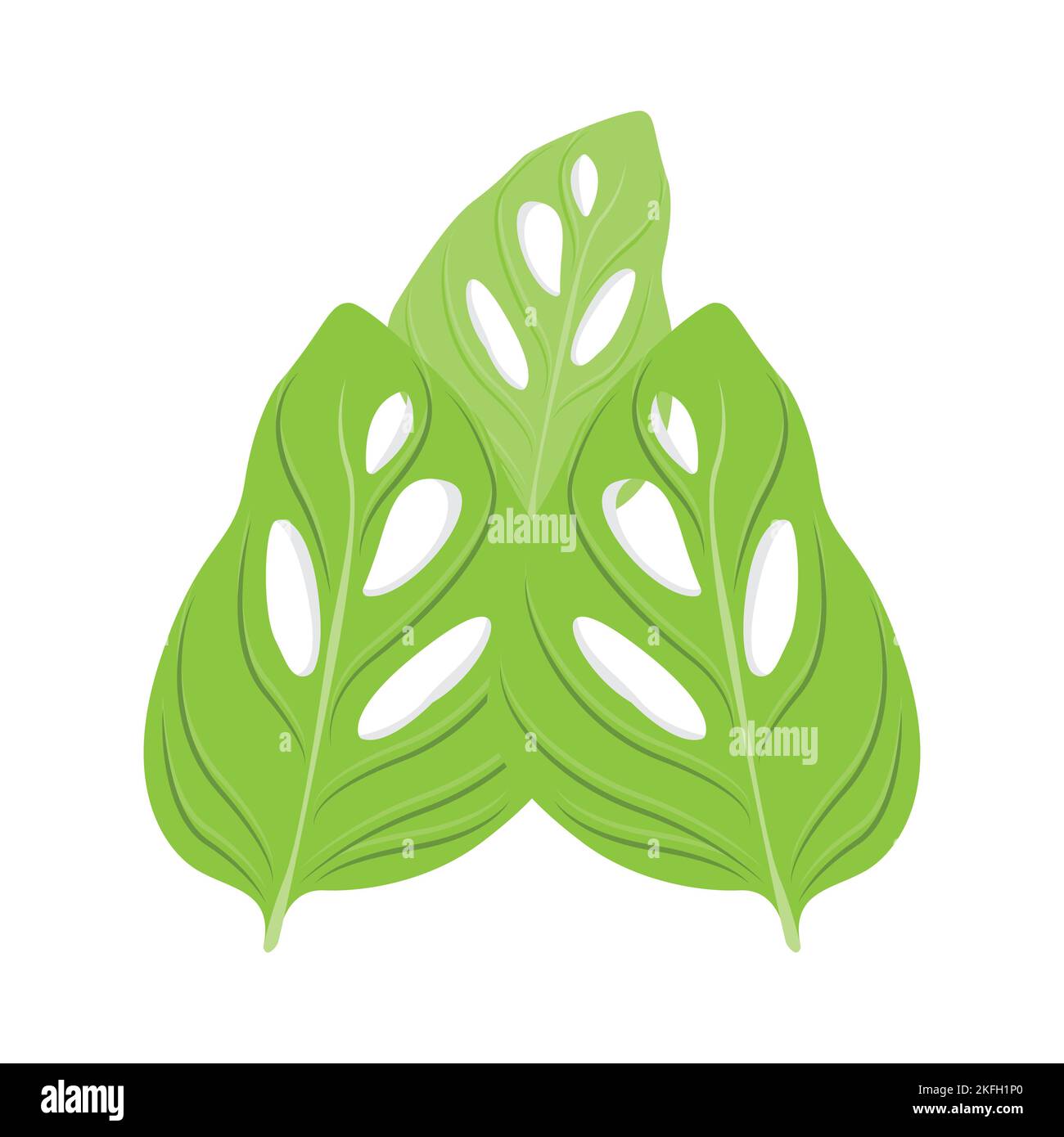 Monstera adansonii Leaf Logo, Green Plant Vector, Tree Vector, Rare Leaf Illustration Stock Vector