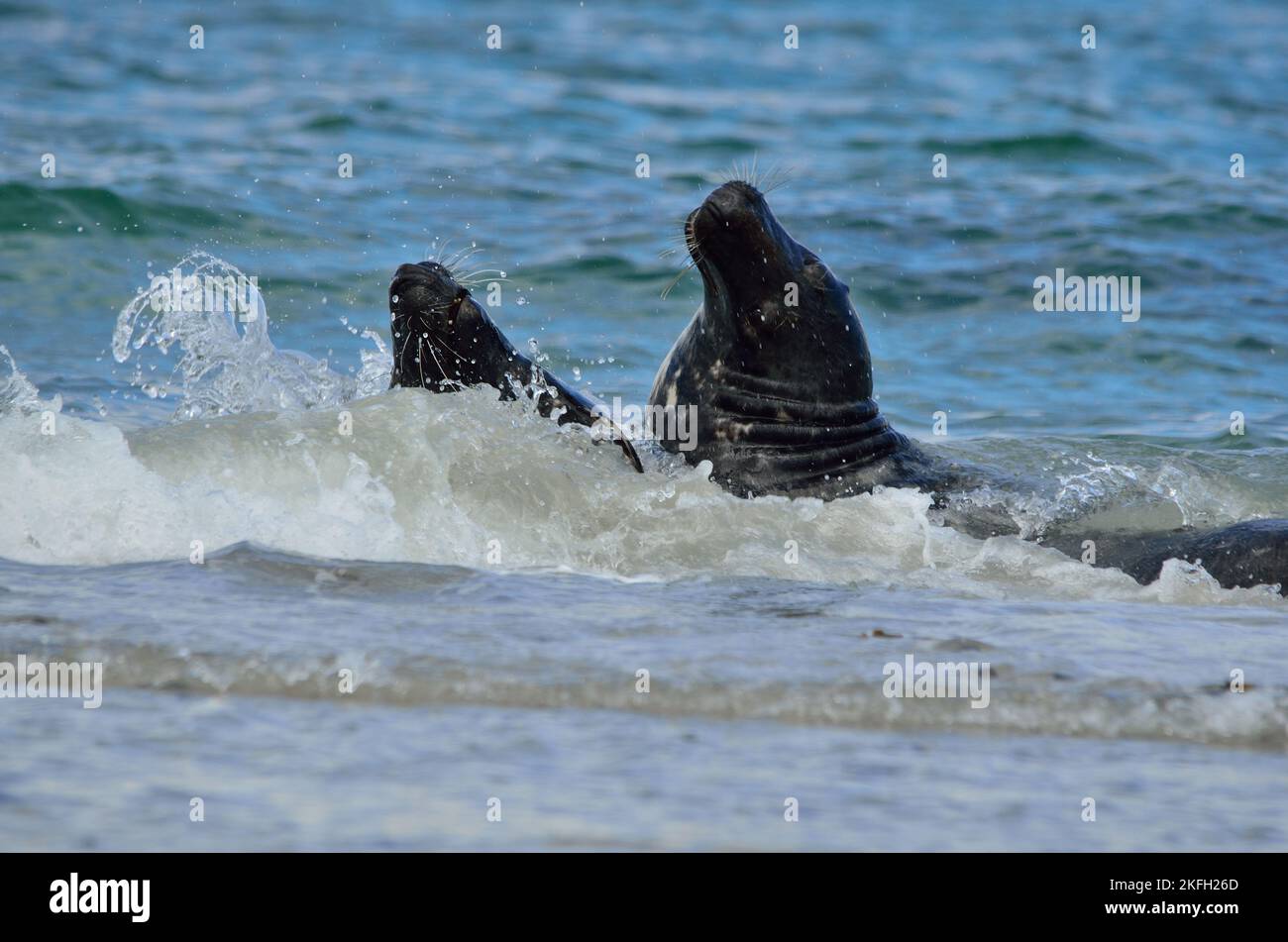 Halichoerus grypus, Kegelrobbe, grey seal bull Stock Photo