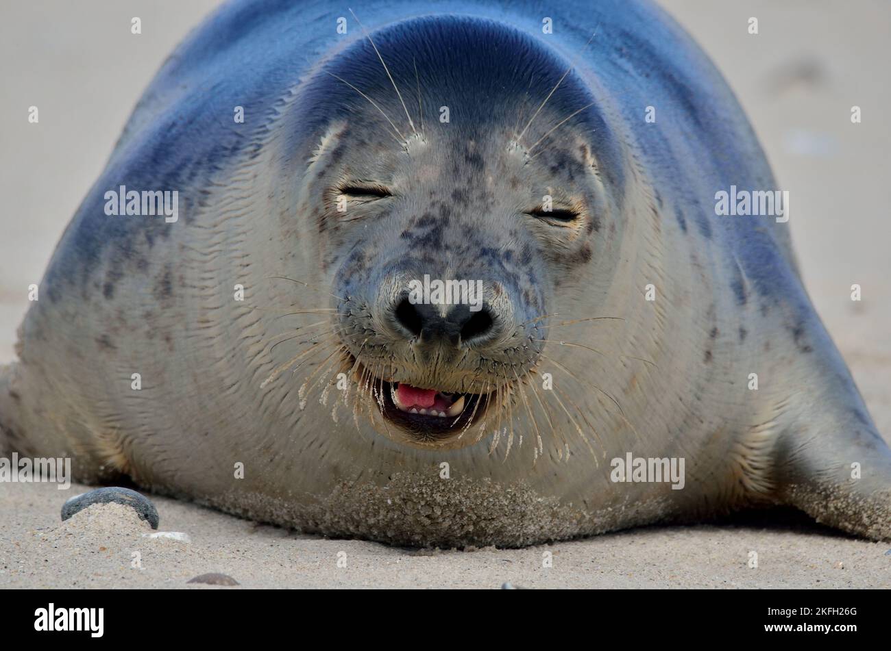 Halichoerus grypus, Kegelrobbe, grey seal bull Stock Photo