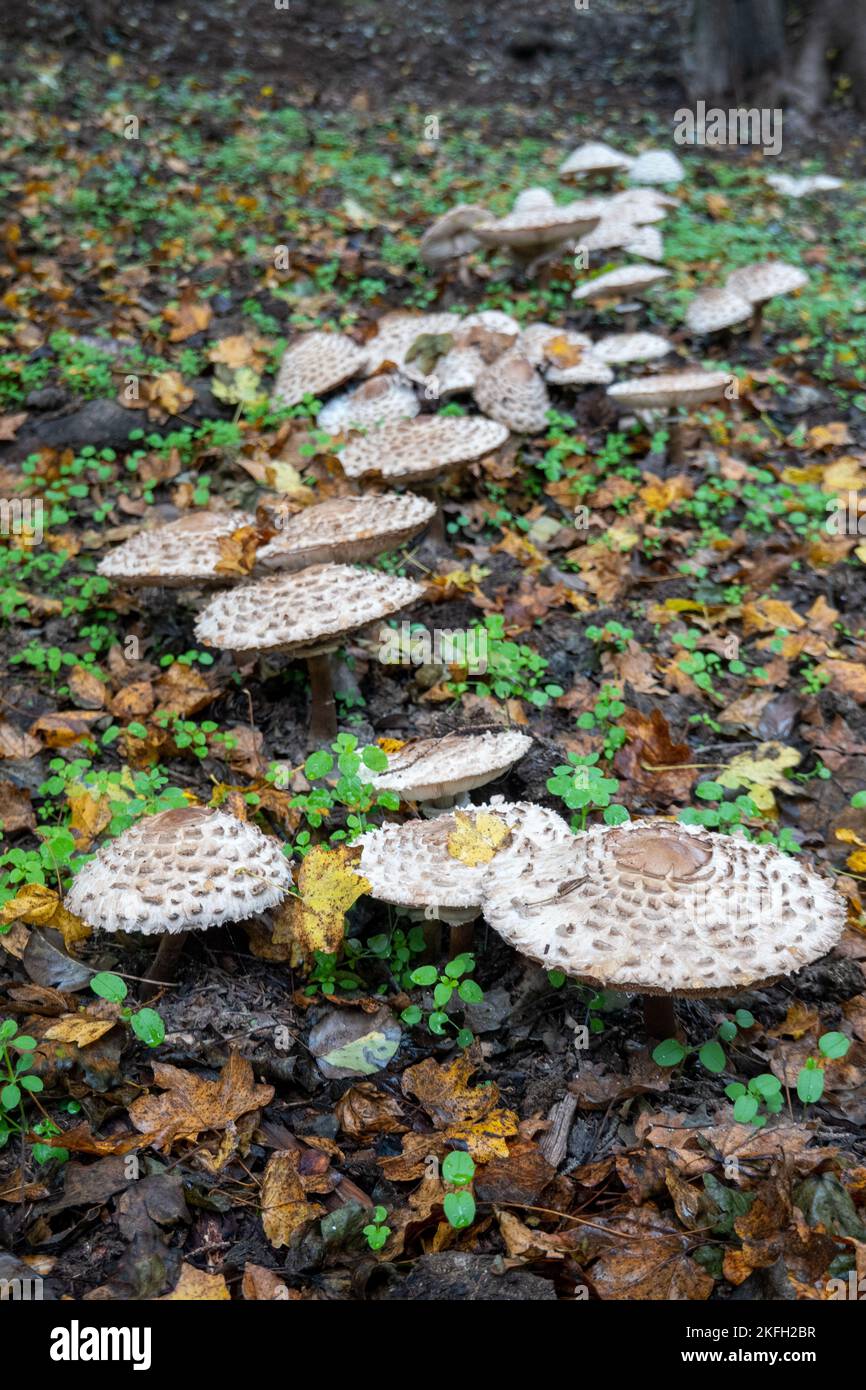 Parasole .Parasol mushrooms . Macrolepiota procera Stock Photo