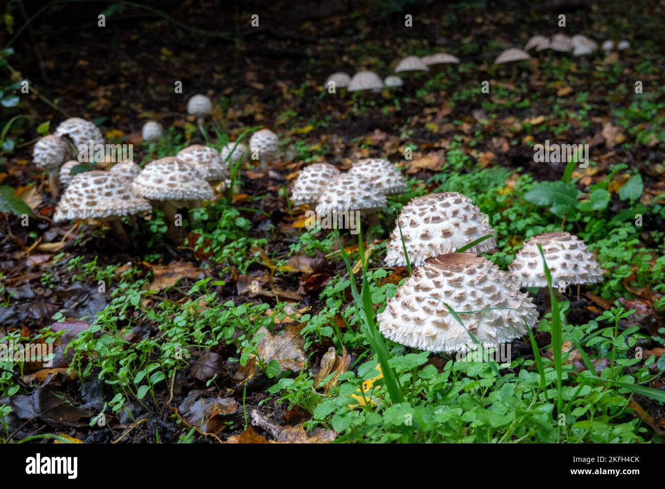 Parasole .Parasol mushrooms . Macrolepiota procera Stock Photo