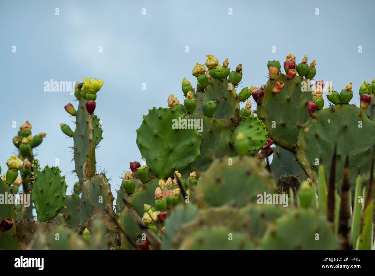 cactus with small yellow flower in sunny day with sky in the background. Stock Photo