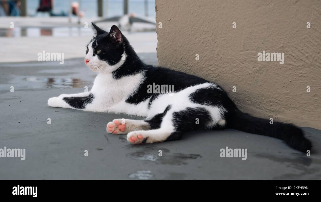 Cat rain coat hi-res stock photography and images - Alamy