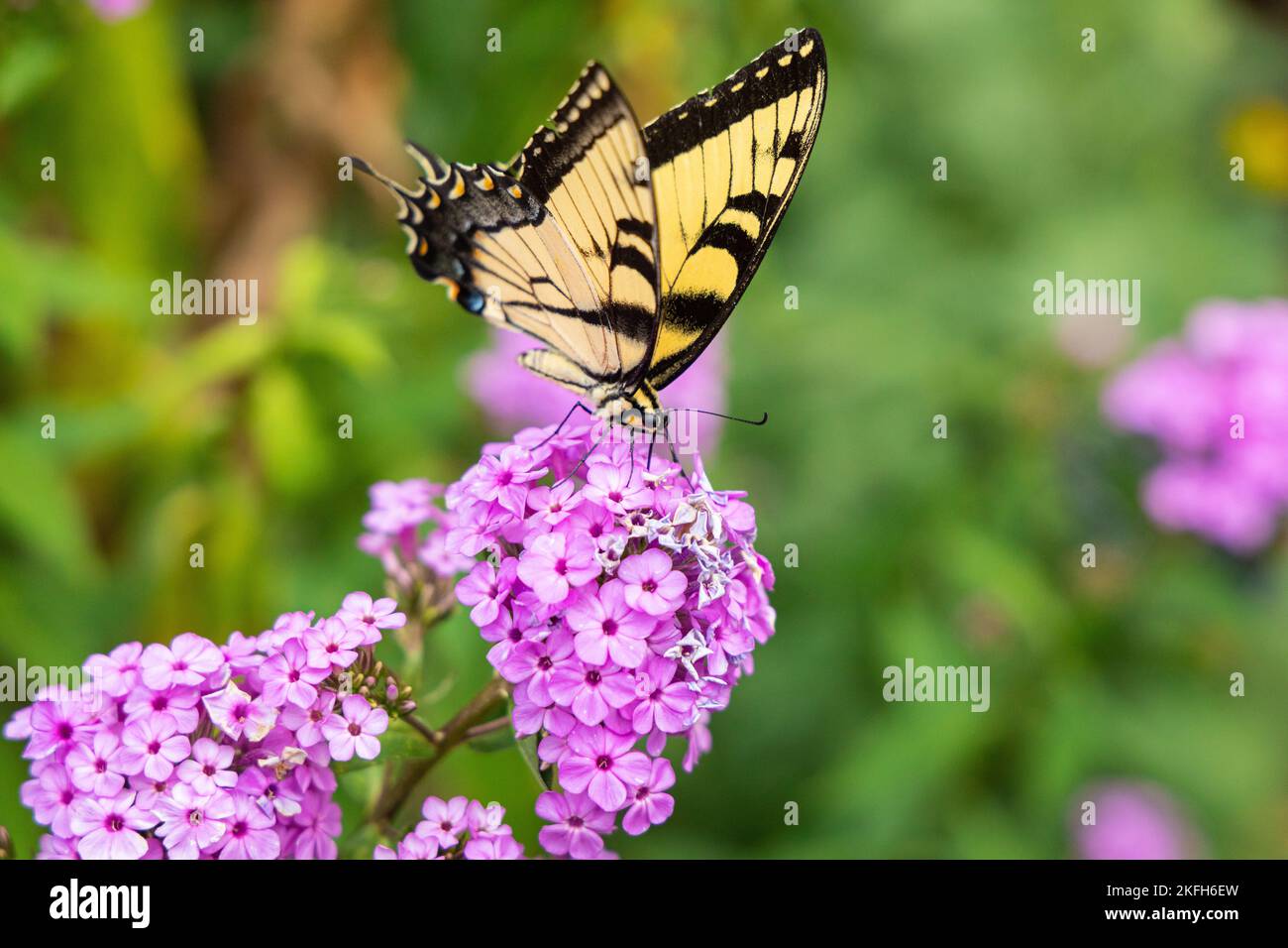 An eastern tiger swallowtail butterfly perching on garden phlox pink flowers Stock Photo