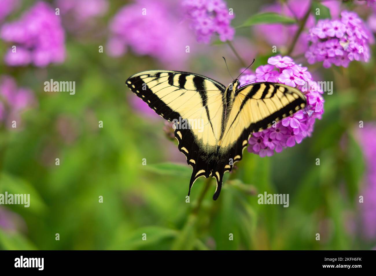 An eastern tiger swallowtail butterfly settled on the pink flowers of ...